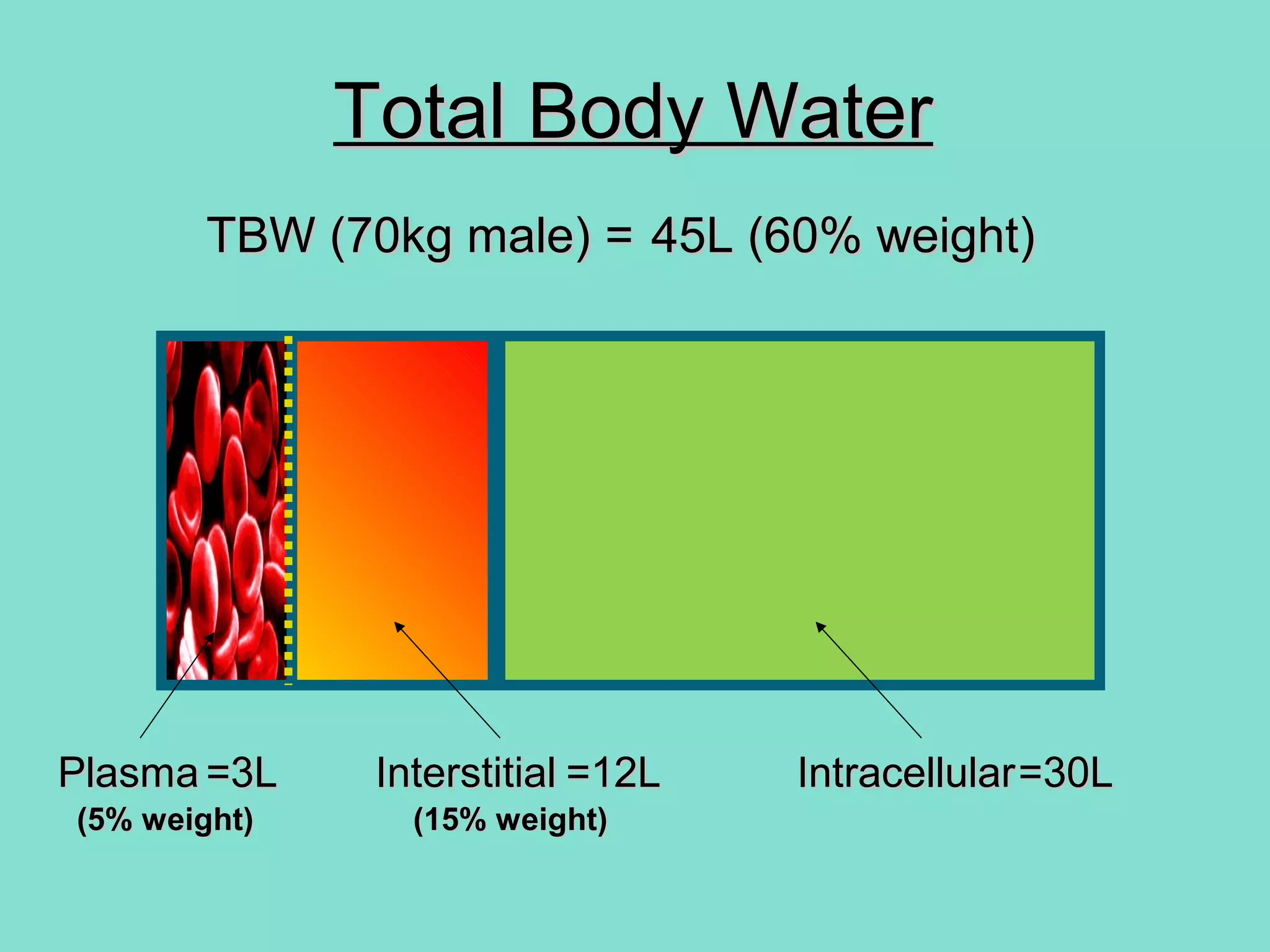 Total Body WaterTotal Body Water
InterstitialInterstitialPlasmaPlasma
TBW (70kg male)TBW (70kg male) == 45L (60% weight)45L (60% weight)
=12L=12L=3L=3L
(5% weight) (15% weight)(5% weight) (15% weight)
IntracellularIntracellular=30L=30L
 