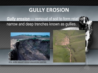 GULLY EROSION Gully erosion  — removal of soil to form relatively narrow and deep trenches known as gullies. 