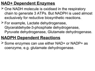NAD+ Dependent Enzymes
 One NADH molecule is oxidised in the respiratory
chain to generate 3 ATPs. But NADPH is used almost
exclusively for reductive biosynthetic reactions.
 For example, Lactate dehydrogenase,
Glyceraldehyde-3-phosphate dehydrogenase,
Pyruvate dehydrogenase, Glutamate dehydrogenase.
NADPH Dependent Reactions
 Some enzymes can use either NAD+ or NADP+ as
coenzyme, e.g. glutamate dehydrogenase.
 