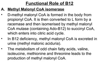 Functional Role of B12
A. Methyl Malonyl CoA isomerase
• D-methyl malonyl CoA is formed in the body from
propionyl CoA. It is then converted to L form by a
racemase and then isomerised by methyl malonyl
CoA mutase (containing Ado-B12) to succinyl CoA,
which enters into citric acid cycle.
• In B12 deficiency, methyl malonyl CoA is excreted in
urine (methyl malonic aciduria).
• The metabolism of odd chain fatty acids, valine,
isoleucine, methionine and threonine leads to the
production of methyl malonyl CoA.
 