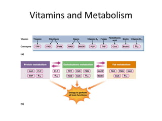 Vitamins and Metabolism
 