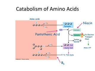 Catabolism of Amino Acids
 