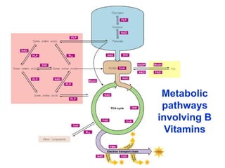 Metabolic
pathways
involving B
Vitamins
 