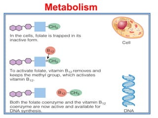 Metabolism
 