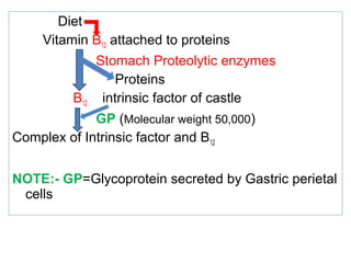 Diet
Vitamin B12 attached to proteins
Stomach Proteolytic enzymes
Proteins
B12 intrinsic factor of castle
GP (Molecular weight 50,000)
Complex of Intrinsic factor and B12
NOTE:- GP=Glycoprotein secreted by Gastric perietal
cells
 