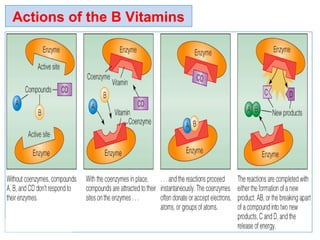 Actions of the B Vitamins
 