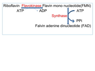 Riboflavin Flavokinase Flavin mono nucleotide(FMN)
ATP ADP ATP
Synthase
PPi
Falvin adenine dinucleotide (FAD)
 