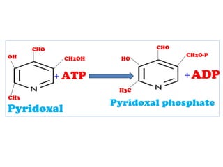 CHO
CH2O-P
HO
H3C
Pyridoxal phosphate
CHO
OH
CH3
CH2OH
+ ATP +ADP
Pyridoxal
 