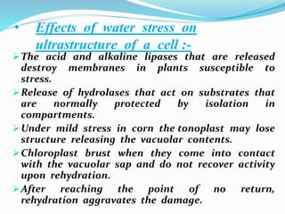 • Effects of water stress on
ultrastructure of a cell :-
The acid and alkaline lipases that are released
destroy membranes in plants susceptible to
stress.
Release of hydrolases that act on substrates that
are normally protected by isolation in
compartments.
Under mild stress in corn the tonoplast may lose
structure releasing the vacuolar contents.
Chloroplast brust when they come into contact
with the vacuolar sap and do not recover activity
upon rehydration.
After reaching the point of no return,
rehydration aggravates the damage.
 