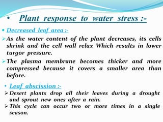 • Plant response to water stress :-
 Decreased leaf area :-
As the water content of the plant decreases, its cells
shrink and the cell wall relax Which results in lower
turgor pressure.
The plasma membrane becomes thicker and more
compressed because it covers a smaller area than
before.
• Leaf abscission :-
Desert plants drop all their leaves during a drought
and sprout new ones after a rain.
This cycle can occur two or more times in a single
season.
 