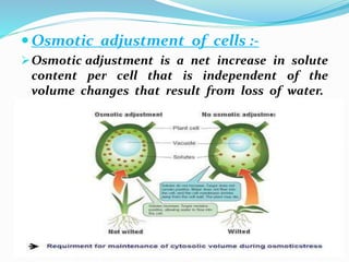  Osmotic adjustment of cells :-
Osmotic adjustment is a net increase in solute
content per cell that is independent of the
volume changes that result from loss of water.
 