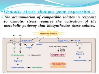  Osmotic stress changes gene expression :-
The accumulation of compatible solutes in response
to osmotic stress requires the activation of the
metabolic pathway that biosynthesize these solutes.
 