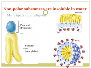 Non-polar substances are insoluble in water
Many lipids are amphipathic

 
