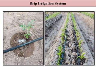 Drip Irrigation System
 