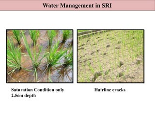Water Management in SRI
Hairline cracksSaturation Condition only
2.5cm depth
 