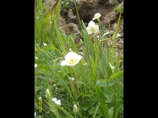 Waterton-Glacier 2010
