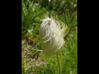 Waterton-Glacier 2010