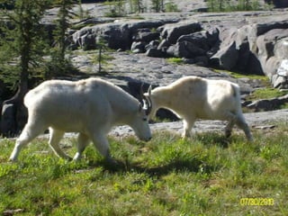 Waterton-Glacier 2010