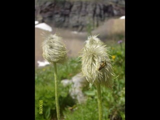 Waterton-Glacier 2010