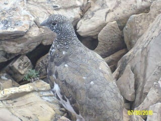 Waterton-Glacier 2010