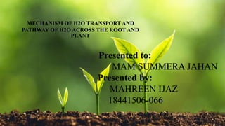 MECHANISM OF H2O TRANSPORT AND
PATHWAY OF H2O ACROSS THE ROOT AND
PLANT
Presented to:
MAM SUMMERA JAHAN
Presented by:
MAHREEN IJAZ
18441506-066
 