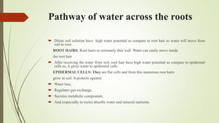 Water transport in plants | PPTX