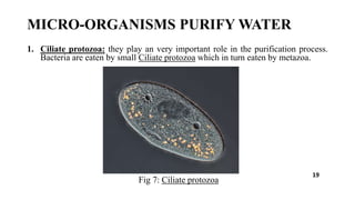 MICRO-ORGANISMS PURIFY WATER
1. Ciliate protozoa: they play an very important role in the purification process.
Bacteria are eaten by small Ciliate protozoa which in turn eaten by metazoa.
Fig 7: Ciliate protozoa
19
 