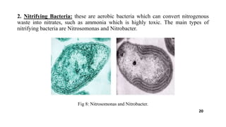 2. Nitrifying Bacteria: these are aerobic bacteria which can convert nitrogenous
waste into nitrates, such as ammonia which is highly toxic. The main types of
nitrifying bacteria are Nitrosomonas and Nitrobacter.
Fig 8: Nitrosomonas and Nitrobacter.
20
 