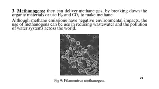 3. Methanogens: they can deliver methane gas, by breaking down the
organic materials or use H2 and CO2 to make methane.
Although methane emissions have negative environmental impacts, the
use of methanogens can be use in reducing wastewater and the pollution
of water systems across the world.
Fig 9: Filamentous methanogen.
21
 