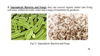 5. Saprophytic Bacteria and Fungi: they can convert organic matter into living
cell mass, carbon-di-oxide, water and a range of metabolic by-products.
Fig 11: Saprophytic Bacteria and Fungi
23
 