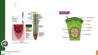 CCS Haryana Agricultural University
Agriculture is supreme
wealth
 