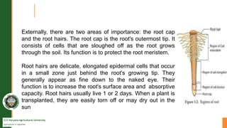 CCS Haryana Agricultural University
Agriculture is supreme
wealth
Externally, there are two areas of importance: the root cap
and the root hairs. The root cap is the root's outermost tip. It
consists of cells that are sloughed off as the root grows
through the soil. Its function is to protect the root meristem.
Root hairs are delicate, elongated epidermal cells that occur
in a small zone just behind the root's growing tip. They
generally appear as fine down to the naked eye. Their
function is to increase the root's surface area and absorptive
capacity. Root hairs usually live 1 or 2 days. When a plant is
transplanted, they are easily torn off or may dry out in the
sun
 