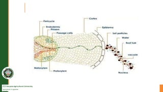 CCS Haryana Agricultural University
Agriculture is supreme
wealth
 