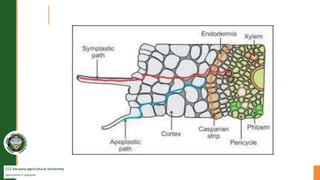CCS Haryana Agricultural University
Agriculture is supreme
wealth
 