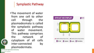 CCS Haryana Agricultural University
Agriculture is supreme
wealth
Symplastic Pathway
•The movement of water
from one cell to other
cell through the
plasmodesmata is called
the symplastic pathway
of water movement.
This pathway comprises
the network of
cytoplasm of all cells
inter-connected by
plasmodermata.
 