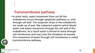 CCS Haryana Agricultural University
Agriculture is supreme
wealth
Transmembrane pathway
•In plant roots, water movement from soil till the
endodermis occurs through apoplastic pathway i.e. only
through cell wall. The casparian strips in the endodermis
are made-up of wax -like substance suberin which blocks
water and solute movement through the cell wall of the
endodermis. As a result water is forced to move through
cell membranes and may cross the tonoplast of vacuole.
This movement of water through cell membranes is called
transmembrane pathway
18
 