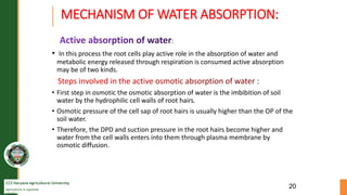 CCS Haryana Agricultural University
Agriculture is supreme
wealth
MECHANISM OF WATER ABSORPTION:
• In this process the root cells play active role in the absorption of water and
metabolic energy released through respiration is consumed active absorption
may be of two kinds.
• First step in osmotic the osmotic absorption of water is the imbibition of soil
water by the hydrophilic cell walls of root hairs.
• Osmotic pressure of the cell sap of root hairs is usually higher than the OP of the
soil water.
• Therefore, the DPD and suction pressure in the root hairs become higher and
water from the cell walls enters into them through plasma membrane by
osmotic diffusion.
20
 
