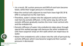 CCS Haryana Agricultural University
Agriculture is supreme
wealth
• As a result, OP, suction pressure and DPD of root hairs become
lower, while their turgor pressure is increased.
• Now the cortical cells adjacent to root hairs have high OP, SP &
DPD in comparison to the root hairs.
• Therefore, water is drawn into the adjacent cortical cells from
root hairs by osmotic diffusion. In the same way, by cell to cell
osmotic diffusion gradually reaches the inner most cortical cells
and the endodermis.
• Osmotic diffusion of water into endodermis takes place through
special thin walled passage cells because the other endodermis
cells have casparian strips on thin walls which are impervious to
water.
• Water from endodermis cells is down into the cells of pericycle by
osmotic diffusion which now become turgid and their suction
pressure in decreased.
21
 