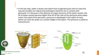 CCS Haryana Agricultural University
Agriculture is supreme
wealth
• In the last step, water is drawn into xylem from turgid pericycle cells (In roots the
vascular bundles are radical and protoxylem elements are in contact with
pericycle). It is because in the absence of turgor presume of the xylem vessels, the
SP of xylem vessels become higher than SP of the cells of the pericycle when water
enters into xylem from pericycle a pressure is developed in the xylem of roots
which can raise the water to a certain height in the xylem. This pressure is called as
root pressure.
22
 