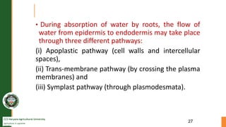 CCS Haryana Agricultural University
Agriculture is supreme
wealth
• During absorption of water by roots, the flow of
water from epidermis to endodermis may take place
through three different pathways:
(i) Apoplastic pathway (cell walls and intercellular
spaces),
(ii) Trans-membrane pathway (by crossing the plasma
membranes) and
(iii) Symplast pathway (through plasmodesmata).
27
 