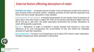 CCS Haryana Agricultural University
Agriculture is supreme
wealth
External factors affecting absorption of water
: increased amount of water in the soil beyond a certain limit results in
poor aeration of the soil which retards metabolic activities of root cells like respiration and
hence, the rate of water absorption is also retarded.
• Concentration of soil solution: Increased concentration of soil solution (due to presence of
more salts in the soil) results in higher OP. If OP of soil solution will become higher than the
OP of cell sap in root cells, the water absorption particularly the osmotic absorption of
water will be greatly suppressed.
: Absorption of water is retarded in poorly aerated soils because in such soils
deficiency of O2 and consequently the accumulation of CO2 will retard the metabolic
activities of roots like respiration.
• Soil temperature : Increase in soil temperature up to about 30°C favours water absorption.
At higher temperature water absorption is decreased
29
 