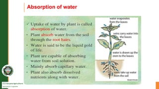 CCS Haryana Agricultural University
Agriculture is supreme
wealth
Absorption of water
 