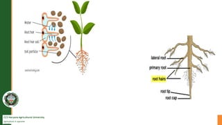 CCS Haryana Agricultural University
Agriculture is supreme
wealth
 