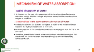CCS Haryana Agricultural University
Agriculture is supreme
wealth
MECHANISM OF WATER ABSORPTION:
• In this process the roo...