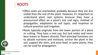 CCS Haryana Agricultural University
Agriculture is supreme
wealth
ROOTS
•Often roots are overlooked, probably because they...