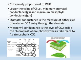 • Ci inversely proportional to WUE
• Lesser the value of Ci i.e., minimum stomatal
conductance(gs) and maximum mesophyll
conductance(gm)
• Stomatal conductance is the measure of either exit
of water or CO2 entry through the stomata.
• Mesophyll conductance is the level of CO2 inside
the chloroplast where photosynthesis take place to
fix atmospheric CO2
 