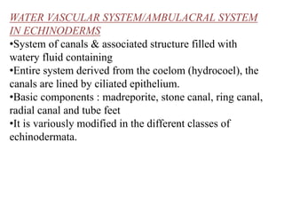 WATER VASCULAR SYSTEM/AMBULACRAL SYSTEM
IN ECHINODERMS
•System of canals & associated structure filled with
watery fluid containing
•Entire system derived from the coelom (hydrocoel), the
canals are lined by ciliated epithelium.
•Basic components : madreporite, stone canal, ring canal,
radial canal and tube feet
•It is variously modified in the different classes of
echinodermata.
 