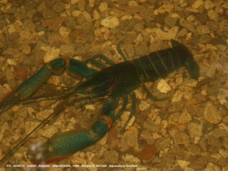 PTI . HOWEST . UGENT . AQUA4C . URBANCROPS . VINK . ASQUATIC NATURE . Aquacultuur Kreeften
 