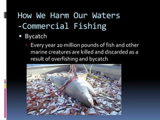 How We Harm Our Waters-Commercial FishingBycatchEvery year 20 million pounds of fish and other marine creatures are killed and discarded as a result of overfishing and bycatch