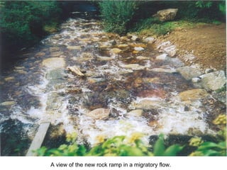 A view of the new rock ramp in a migratory flow. 